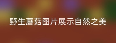 野生蘑菇图片展示自然之美