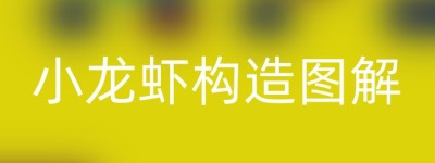 小龙虾构造图解