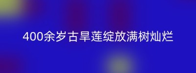 400余岁古旱莲绽放满树灿烂
