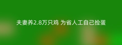 夫妻养2.8万只鸡 为省人工自己捡蛋