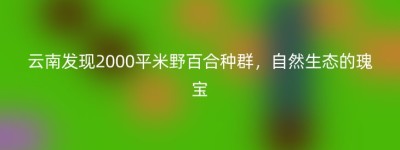 云南发现2000平米野百合种群，自然生态的瑰宝