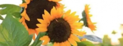 向日葵开花时间：追逐阳光的生命时钟