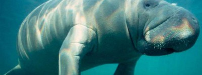 请回答2023：海牛为什么叫美人鱼？蜈蚣最怕什么？沃柑是橘子还是橙子？