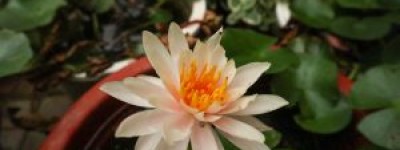 睡莲一天的变化过程：自然的优雅韵律