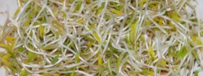 新手指南 – 绿豆芽怎么发豆芽的步骤公开超详细一览表