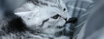 美短猫咪图片与价格(2022年12月20日更新中….)