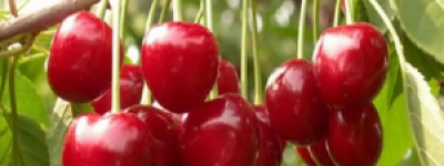 车厘子价格跌破10元：水果消费升级的市场镜像