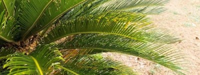 一览表：铁树用什么肥料比较好