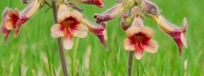 爆！一年亩收入5万的药材|农村种植什么药材最赚钱？国内十大紧缺药材一览表