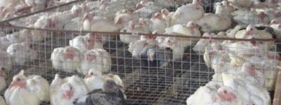 今年养殖业什么最赚钱农村【2022市场参考】