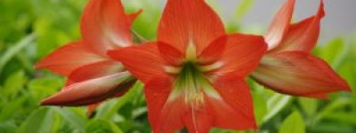 朱顶红的花语：花茎上的生命宣言