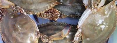 今日分享 -（冷冻）梭子蟹怎么清理干净？梭子蟹哪些部位要清理掉