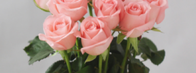 粉雪山玫瑰：品种特点与养护全攻略