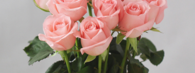 粉玫瑰花语是什么意思？2分钟带给你了解不同颜色玫瑰花寓意：白玫瑰花语| 碎冰蓝玫瑰花语|卡布奇诺玫瑰花语