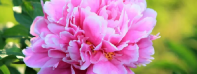 芍药花期全指南：从”谷雨三朝看芍药”到错峰赏花秘籍