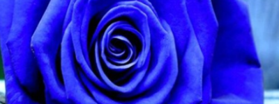 （1-99朵）蓝色妖姬的花语是什么意思？