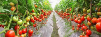 西红柿的种植方法和管理技术：高产西红柿的秘诀