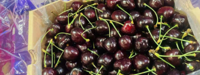 车厘子树苗适合哪里种广东湛江市可以吗?车厘子多少钱一斤现在市场价一览表：全国平均售价（约）25元/斤