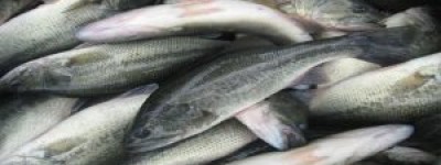 鲈鱼是淡水鱼还是海鱼？一文解答你的疑惑