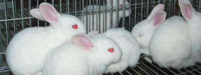 一览表：现今养100只兔子一年利润大概多少钱？兔子散养好还是笼养好