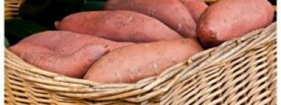 地瓜开花还能吃吗？营养师揭秘：花可观赏，块茎照吃不误！