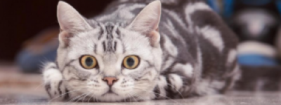 美短猫多少钱一只？美短猫价格解析：从千元到万元的差异之谜