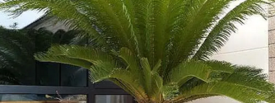 铁树用什么肥料比较好，一文告诉你！