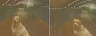 后续：悬赏千万的狗已找到 主人给了5000