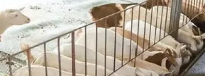 养殖业什么最赚钱农村？当前12种具有高收益潜力的农业养殖项目一览表