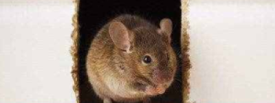 家里放一物绝对没老鼠：薄荷油的神奇功效