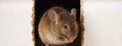 驱鼠神器：现在家里放一物绝对没老鼠