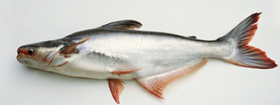 巴沙鱼是什么鱼？日本核污水24日排海后，日本进口海鲜（鱼）还能吃吗?