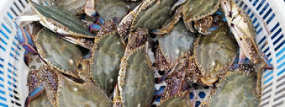 日本财务省：9月对华水产品出口额减少99%