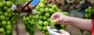 阳光玫瑰葡萄产地：为什么它被称为“葡萄中的爱马仕”？