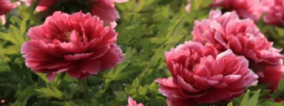 牡丹与月季：东方与西方的美学对峙