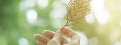 “一两茯苓一两金”茯苓的功效与作用