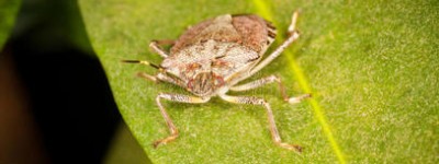 臭虫：气味舞者的花园秘境