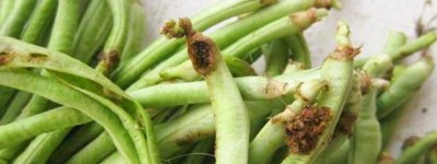 原来这4种食物不能放冰箱，你知道吗？