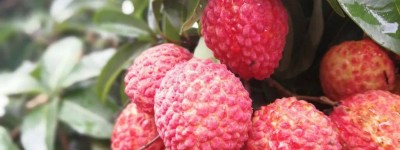 荔枝的产地主要在哪里？全球荔枝地图解析