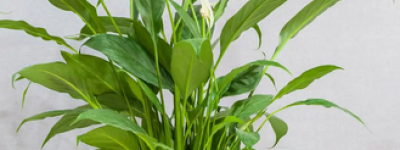 白掌可以水培吗？水培白掌的养护技巧与注意事项