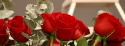 红玫瑰的寓意与象征：爱情与热情的完美结合