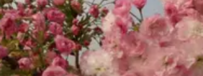 24种紫色花名字大揭秘，了解紫色花卉的美丽与象征