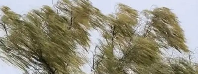 北京极端大风：树被吹倒 高楼轻晃